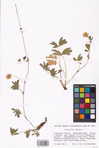 Potentilla reptans L., Eastern Europe, Moscow region (E4a) (Russia)