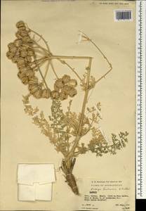 Prangos bucharica B.Fedtsch., South Asia, South Asia (Asia outside ex-Soviet states and Mongolia) (ASIA) (Afghanistan)