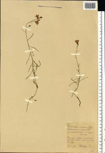 Campanula rotundifolia L., Eastern Europe, Western region (E3) (Russia)