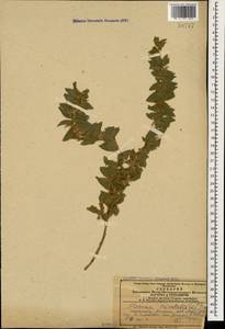 Alkanna orientalis (L.) Boiss., Caucasus, Armenia (K5) (Armenia)