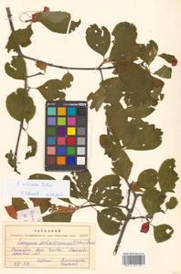 Euonymus sachalinensis (F.Schmidt) Maxim., Siberia, Russian Far East (S6) (Russia)