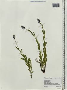 Polygala comosa subsp. comosa, Eastern Europe, Eastern region (E10) (Russia)