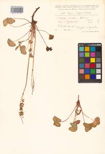 Oxyria digyna (L.) Hill, Siberia, Russian Far East (S6) (Russia)