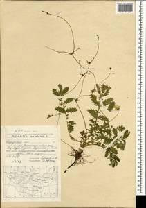 Argentina anserina subsp. anserina, Mongolia (MONG) (Mongolia)