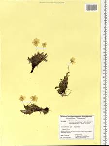 Dryas incisa × punctata  punctata, Siberia, Central Siberia (S3) (Russia)