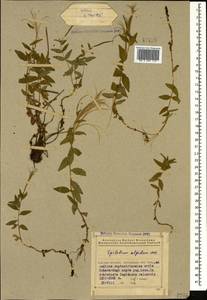 Epilobium algidum M. Bieb., Caucasus, Azerbaijan (K6) (Azerbaijan)