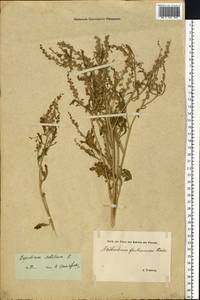 Lepidium sativum L., Eastern Europe, Estonia (E2c) (Estonia)