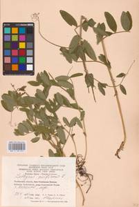 Lathyrus pisiformis L., Eastern Europe, Eastern region (E10) (Russia)