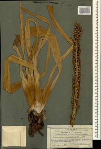 Eremurus spectabilis M.Bieb., Caucasus, Azerbaijan (K6) (Azerbaijan)