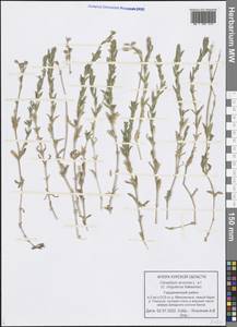 Cerastium arvense L., Eastern Europe, Central forest-and-steppe region (E6) (Russia)