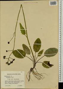 Hieracium jurassicum subsp. translucens (Arv.-Touv.) Greuter, Eastern Europe, North-Western region (E2) (Russia)