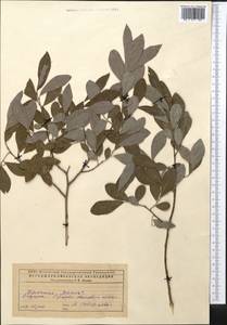 Salix, Middle Asia, Caspian Ustyurt & Northern Aralia (M8) (Kazakhstan)