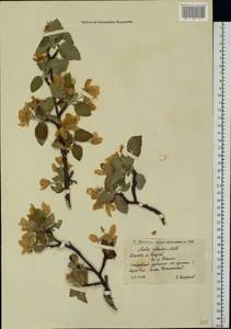 Malus sylvestris Mill., Eastern Europe, Lower Volga region (E9) (Russia)