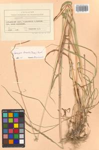 Elymus macrourus (Turcz.) Tzvelev, Siberia, Russian Far East (S6) (Russia)