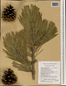 Pinus nigra subsp. pallasiana (Lamb.) Holmboe, South Asia, South Asia (Asia outside ex-Soviet states and Mongolia) (ASIA) (Cyprus)