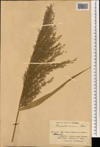 Phragmites australis (Cav.) Trin. ex Steud., South Asia, South Asia (Asia outside ex-Soviet states and Mongolia) (ASIA) (China)