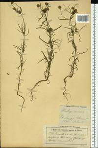 Plantago arenaria Waldst. & Kit., Eastern Europe, Central forest-and-steppe region (E6) (Russia)