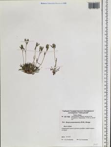 Braya purpurascens (R. Br.) Bunge, Siberia, Central Siberia (S3) (Russia)