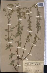 Origanum vulgare L., Middle Asia, Pamir & Pamiro-Alai (M2) (Uzbekistan)