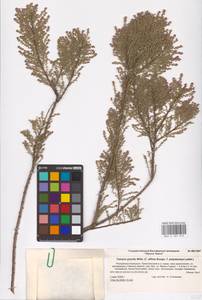 Tamarix gracilis Willd., Eastern Europe, Lower Volga region (E9) (Russia)