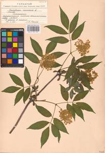 Sambucus racemosa L., Eastern Europe, Moscow region (E4a) (Russia)