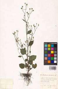 Lapsana communis, Eastern Europe, Moscow region (E4a) (Russia)