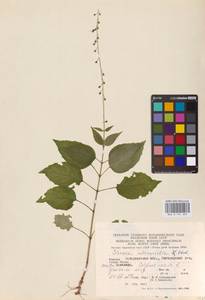 Circaea ×intermedia Ehrh., Eastern Europe, West Ukrainian region (E13) (Ukraine)