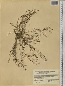 Spergularia rubra (L.) J. Presl & C. Presl, Siberia, Central Siberia (S3) (Russia)