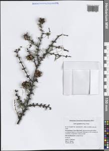 Larix gmelinii (Rupr.) Kuzen., Siberia, Yakutia (S5) (Russia)