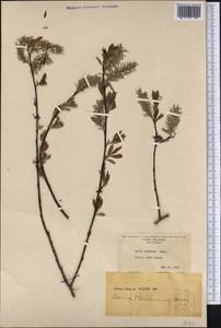 Salix bebbiana Sarg., America (AMER) (United States)