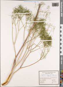 Calyptrosciadium bungei (Boiss.) Pimenov, South Asia, South Asia (Asia outside ex-Soviet states and Mongolia) (ASIA) (Iran)