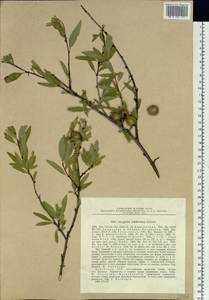 Prunus tenella Batsch, Siberia, Western (Kazakhstan) Altai Mountains (S2a) (Kazakhstan)