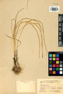 Allium schoenoprasum L., Siberia, Baikal & Transbaikal region (S4) (Russia)