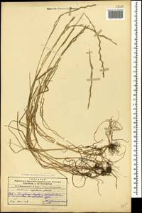 Lolium rigidum Gaudin, Caucasus, Azerbaijan (K6) (Azerbaijan)