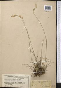 Festuca olgae (Regel) Krivot., Middle Asia, Western Tian Shan & Karatau (M3) (Kyrgyzstan)