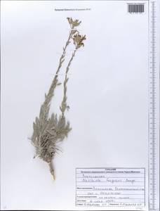 Matthiola fragrans (Fisch.) Bunge, Eastern Europe, North Ukrainian region (E11) (Ukraine)