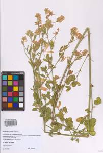 Medicago × varia Martyn, Eastern Europe, Western region (E3) (Russia)