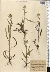 Pentanema britannicum (L.) D.Gut.Larr., Santos-Vicente, Anderb., E.Rico & M.M.Mart.Ort., Middle Asia, Northern & Central Kazakhstan (M10) (Kazakhstan)