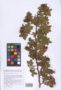Rosa corymbifera Borkh., Eastern Europe, Rostov Oblast (E12a) (Russia)