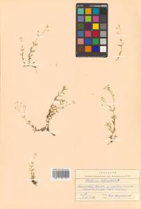 Stellaria longifolia (Regel) Muhl. ex Willd., Siberia, Chukotka & Kamchatka (S7) (Russia)