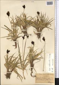 Carex melanantha C.A.Mey., Middle Asia, Northern & Central Tian Shan (M4) (Kazakhstan)