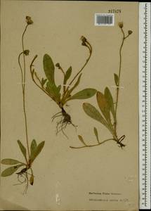 Pilosella flagellaris (Willd.) Arv.-Touv., Eastern Europe, North-Western region (E2) (Russia)