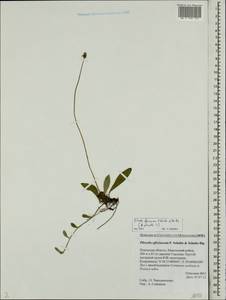 Pilosella officinarum Vaill., Eastern Europe, North-Western region (E2) (Russia)