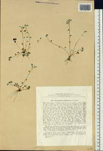 Chrysosplenium flagelliferum F. Schmidt, Siberia, Russian Far East (S6) (Russia)