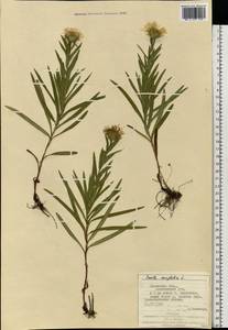 Pentanema ensifolium (L.) D. Gut. Larr., Santos-Vicente, Anderb., E. Rico & M. M. Mart. Ort., Eastern Europe, West Ukrainian region (E13) (Ukraine)