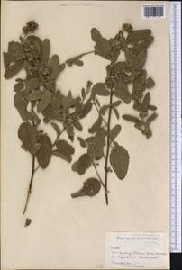 Waltheria indica L., America (AMER) (Cuba)