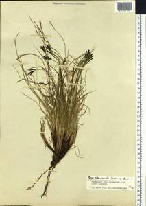 Carex eleusinoides Turcz. ex Kunth, Siberia, Baikal & Transbaikal region (S4) (Russia)