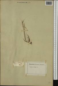 Bromus madritensis L., Western Europe (EUR) (Italy)