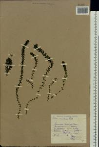 Elodea canadensis Michx., Eastern Europe, Eastern region (E10) (Russia)