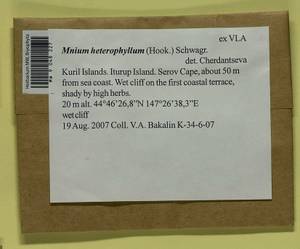 Mnium heterophyllum (Hook.) Schwägr., Bryophytes, Bryophytes - Russian Far East (excl. Chukotka & Kamchatka) (B20) (Russia)